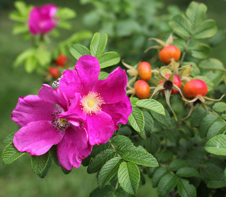 Шиповник польза и вред свойства шиповника и